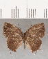  ( - CFC07041)  @11 [ ] Copyright (2019) Christer Fahraeus Center For Collection-Based Research