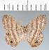  (Paryphthimoides sheba - CFC07083)  @11 [ ] copyright (2022) Center For Collection-Based Research Center For Collection-Based Research