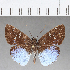  ( - CFC07278)  @11 [ ] Copyright (2018) Christer Fahraeus Center For Collection-Based Research