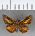  ( - CFC07312)  @11 [ ] Copyright (2018) Christer Fahraeus Center For Collection-Based Research