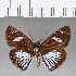  (Pythonides jovianus fabricii - CFC07697)  @11 [ ] Copyright (2018) Christer Fahraeus Center For Collection-Based Research