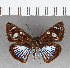  (Pythonides jovianus crameri - CFC07817)  @11 [ ] Copyright (2018) Christer Fahraeus Center For Collection-Based Research