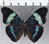  ( - CFC07846)  @11 [ ] Copyright (2019) Christer Fahraeus Center For Collection-Based Research