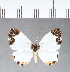  ( - CFC07878)  @13 [ ] Copyright (2018) Christer Fahraeus Center For Collection-Based Research