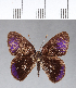  ( - CFC07899)  @11 [ ] Copyright (2018) Christer Fahraeus Center For Collection-Based Research