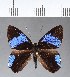  ( - CFC07907)  @11 [ ] Copyright (2018) Christer Fahraeus Center For Collection-Based Research