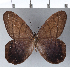  ( - CFC08050)  @11 [ ] Copyright (2018) Christer Fahraeus Center For Collection-Based Research