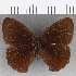  (Eretris subpunctata - CFC08080)  @11 [ ] copyright (2020) Christer Fahraeus Center For Collection-Based Research