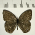  (Cissia proba - CFC08162)  @11 [ ] Copyright (2018) Christer Fahraeus Center For Collection-Based Research