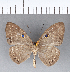  (Eurybia sp. CF06 - CFC08227)  @11 [ ] Copyright (2018) Christer Fahraeus Center For Collection-Based Research