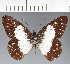  ( - CFC08559)  @11 [ ] copyright (2023) Center For Collection-Based Research Center For Collection-Based Research