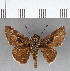  ( - CFC08776)  @13 [ ] Copyright (2018) Christer Fahraeus Center For Collection-Based Research