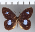  ( - CFC00898)  @11 [ ] Copyright (2018) Christer Fahraeus Center For Collection-Based Research
