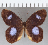  ( - CFC09012)  @11 [ ] Copyright (2019) Christer Fahraeus Center For Collection-Based Research
