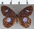 ( - CFC09020)  @11 [ ] Copyright (2019) Christer Fahraeus Center For Collection-Based Research