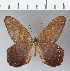  (Pierella chalybaea - CFC00928)  @11 [ ] Copyright (2018) Christer Fahraeus Center For Collection-Based Research
