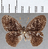  (Euptychia picea - CFC09375)  @11 [ ] copyright (2020) Christer Fahraeus Center For Collection-Based Research