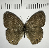  (Cissia myncea - CFC09420)  @11 [ ] Copyright (2018) Christer Fahraeus Center For Collection-Based Research