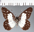  ( - CFC09429)  @11 [ ] copyright (2023) Center For Collection-Based Research Center For Collection-Based Research