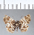  ( - CFC09483)  @11 [ ] Copyright (2018) Christer Fahraeus Center For Collection-Based Research