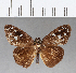  ( - CFC09870)  @11 [ ] Copyright (2018) Christer Fahraeus Center For Collection-Based Research