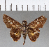  ( - CFC09880)  @11 [ ] Copyright (2018) Christer Fahraeus Center For Collection-Based Research