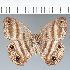 ( - CFC09972)  @11 [ ] copyright (2022) Center For Collection-Based Research Center For Collection-Based Research