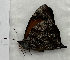  (Corades sp. CF09 - CFCA05241)  @11 [ ] copyright (2023) Center For Collection-Based Research Center For Collection-Based Research