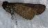  ( - CFCA05504)  @11 [ ] by-nc-sa (2023) Coleccion Boliviana de Fauna Coleccion Boliviana de Fauna