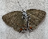  ( - CFCA05558)  @11 [ ] by-nc-sa (2023) Coleccion Boliviana de Fauna Coleccion Boliviana de Fauna