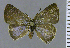  (Erora smaragdus - MHNLXPL1A10)  @11 [ ] by-nc-sa (2022) C. FAYNEL MNHN, Paris