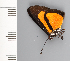  (Panaropsis - CFCA01983)  @11 [ ] copyright (2022) Center For Collection-Based Research Center For Collection-Based Research
