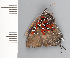  (Brangas caranus sp. CF1 - CFCA02111)  @11 [ ] copyright (2022) Center For Collection-Based Research Center For Collection-Based Research