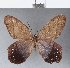  ( - CFCA05075)  @11 [ ] Copyright (2018) Christer Fahraeus Center For Collection-Based Research