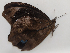  ( - CEP-DNA5587)  @11 [ ] by-nc-sa (2023) MZUJ Jagiellonian University, Nature Education Centre