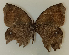  ( - CEP-DNA5650)  @11 [ ] by-nc-sa (2023) MZUJ Jagiellonian University, Nature Education Centre