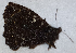  ( - CEP-DNA6505)  @11 [ ] by-nc-sa (2024) MZUJ Jagiellonian University, Nature Education Centre