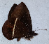  ( - CEP-DNA6512)  @11 [ ] by-nc-sa (2024) MZUJ Jagiellonian University, Nature Education Centre