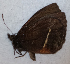  ( - CEP-DNA6542)  @11 [ ] by-nc-sa (2024) MZUJ Jagiellonian University, Nature Education Centre