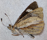  ( - CEP-DNA6546)  @11 [ ] by-nc-sa (2024) MZUJ Jagiellonian University, Nature Education Centre