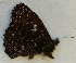  ( - CEP-DNA6563)  @11 [ ] by-nc-sa (2024) MZUJ Jagiellonian University, Nature Education Centre