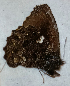  ( - CEP-DNA6582)  @11 [ ] by-nc-sa (2024) MZUJ Jagiellonian University, Nature Education Centre