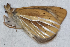  ( - CEP-DNA6586)  @11 [ ] by-nc-sa (2024) MZUJ Jagiellonian University, Nature Education Centre