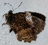  ( - CEP-DNA6592)  @11 [ ] by-nc-sa (2024) MZUJ Jagiellonian University, Nature Education Centre