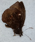  ( - CEP-DNA6593)  @11 [ ] by-nc-sa (2024) MZUJ Jagiellonian University, Nature Education Centre