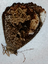  ( - CEP-DNA6595)  @11 [ ] by-nc-sa (2024) MZUJ Jagiellonian University, Nature Education Centre