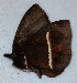  ( - CEP-DNA6596)  @11 [ ] by-nc-sa (2024) MZUJ Jagiellonian University, Nature Education Centre