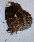  ( - CEP-DNA6605)  @11 [ ] by-nc-sa (2024) MZUJ Jagiellonian University, Nature Education Centre