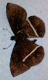  ( - CEP-DNA6609)  @11 [ ] by-nc-sa (2024) MZUJ Jagiellonian University, Nature Education Centre