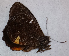  ( - CEP-DNA6611)  @11 [ ] by-nc-sa (2024) MZUJ Jagiellonian University, Nature Education Centre